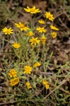 Crocidium multicaule