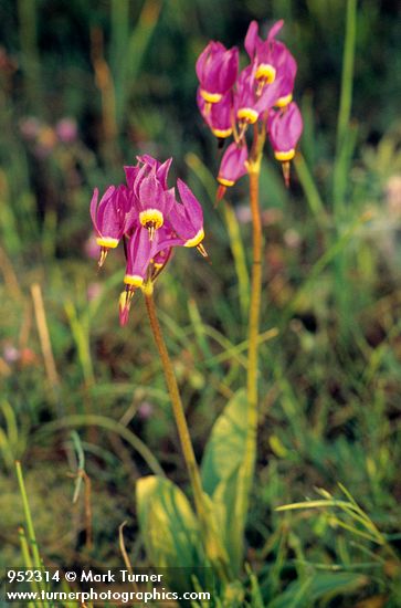 Dodecatheon poeticum