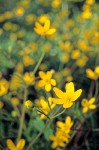 Western Buttercups