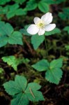 Anemone deltoidea