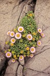 Seaside Daisies growing in rock crevice