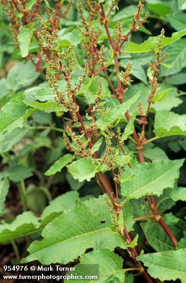 Rumex crispus