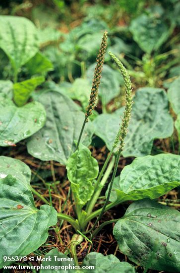 Plantago major