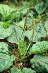 Plantago major