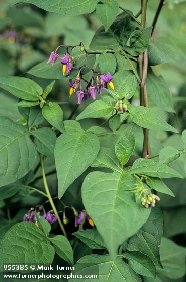 Solanum Dulcamara Bittersweet Nightshade Wildflowers Of The Pacific Northwest