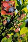 Cascades Blueberry blossoms