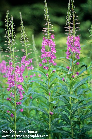 Epilobium angustifolium