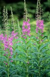 Red Fireweed