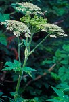 Heracleum maximum