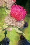 Thistle flower head