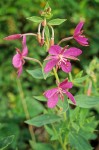 Chamerion latifolium