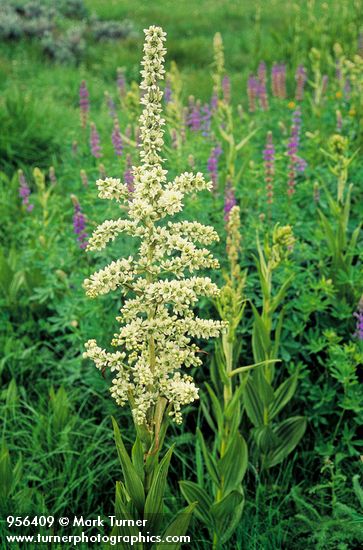 Veratrum californicum