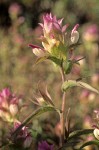 Orthocarpus cuspidatus ssp. copelandii