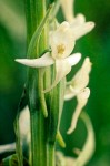 Sierra Crane Orchid flower detail