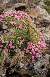 Silene acaulis