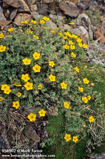 Dasiphora floribunda (Potentilla fruticosa)