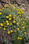 Shrubby Cinquefoil