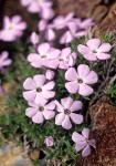 Phlox diffusa