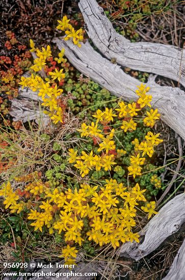 Sedum divergens