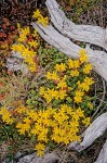 Spreading Stonecrop nestled with sun-bleached log