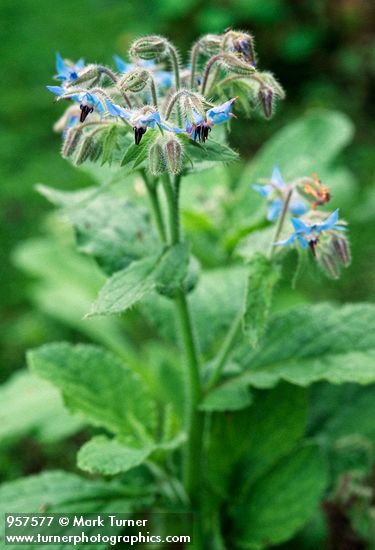 Borago officinalis