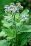 Borage blossoms