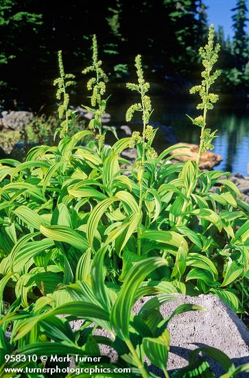 Veratrum viride