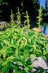 Green Corn Lily at Iceberg L.