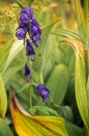 Aconitum columbianum