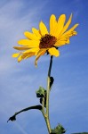 Helianthus annuus