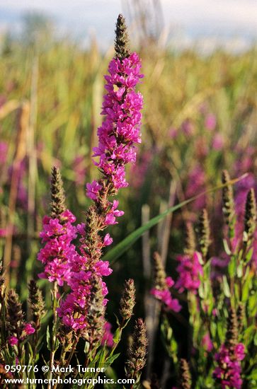 Lythrum salicaria