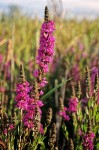 Lythrum salicaria