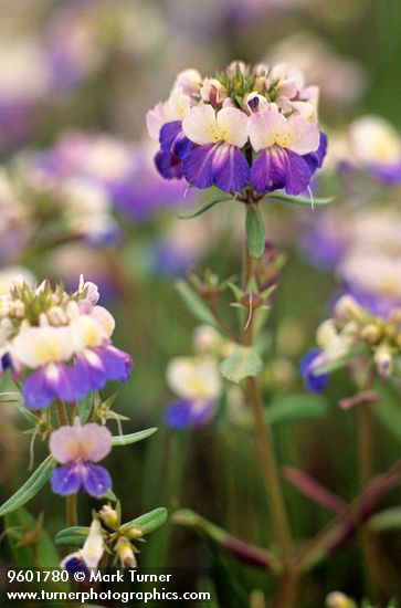 Collinsia grandiflora