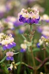 Giant Blue-Eyed Mary