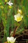 Dwarf Wooly Meadowfoam blossom