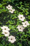 Pacific Dogwood blossoms