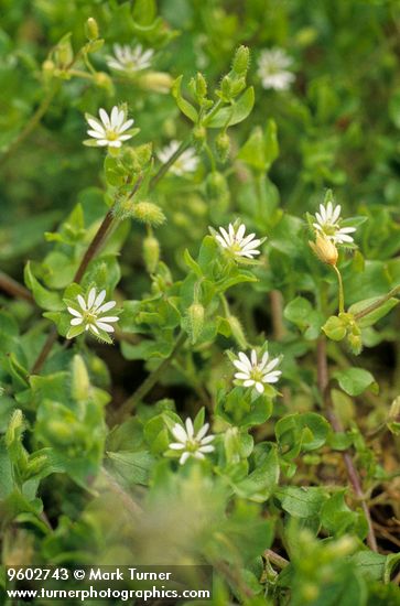 Stellaria media