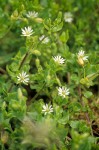 Stellaria media