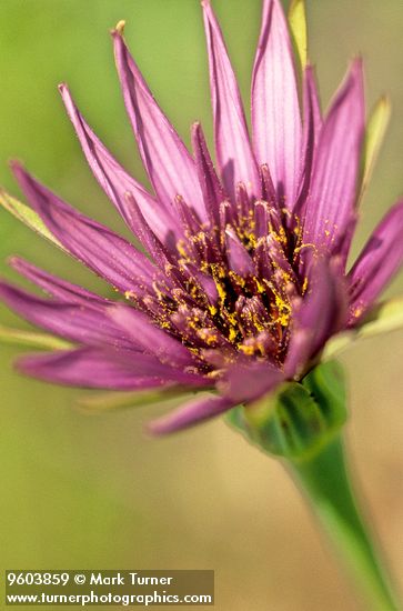 Tragopogon porrifolius