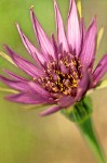 Salsify blossom