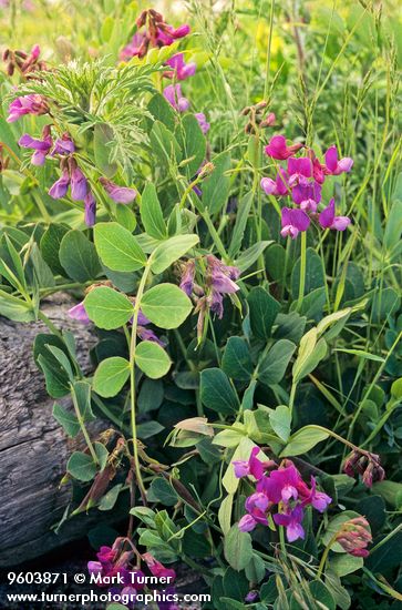 Lathyrus japonicus