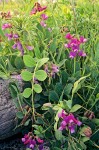 Lathyrus japonicus