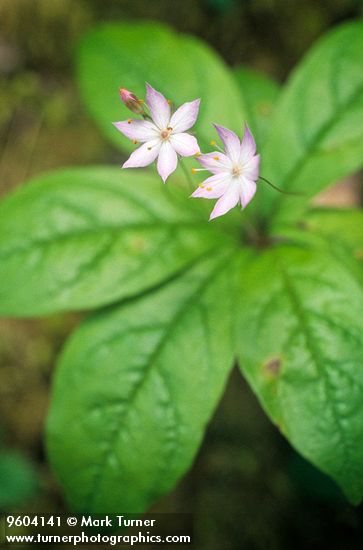 Trientalis borealis ssp. latifolia