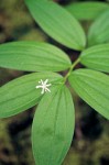 Maianthemum stellatum