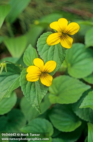 Viola glabella