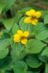 Smooth Yellow Violet blossoms