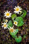 Marshmarigold blossoms