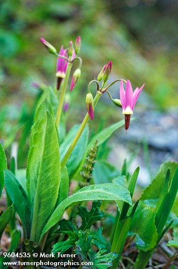 Dodecatheon jeffreyi