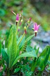 Dodecatheon jeffreyi