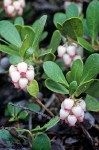 Arctostaphylos uva-ursi